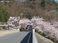 桜のアーチ坂戸峡