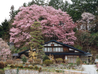 松屋敷の桜