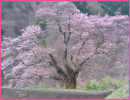 駒つなぎの桜（阿智村）