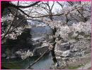 寝覚の床の桜（上松町）