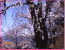 天龍峡の枝垂れ桜（飯田市）