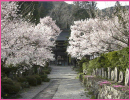 徳音寺の桜（木曽町）