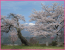 望岳荘の桜（中川村）